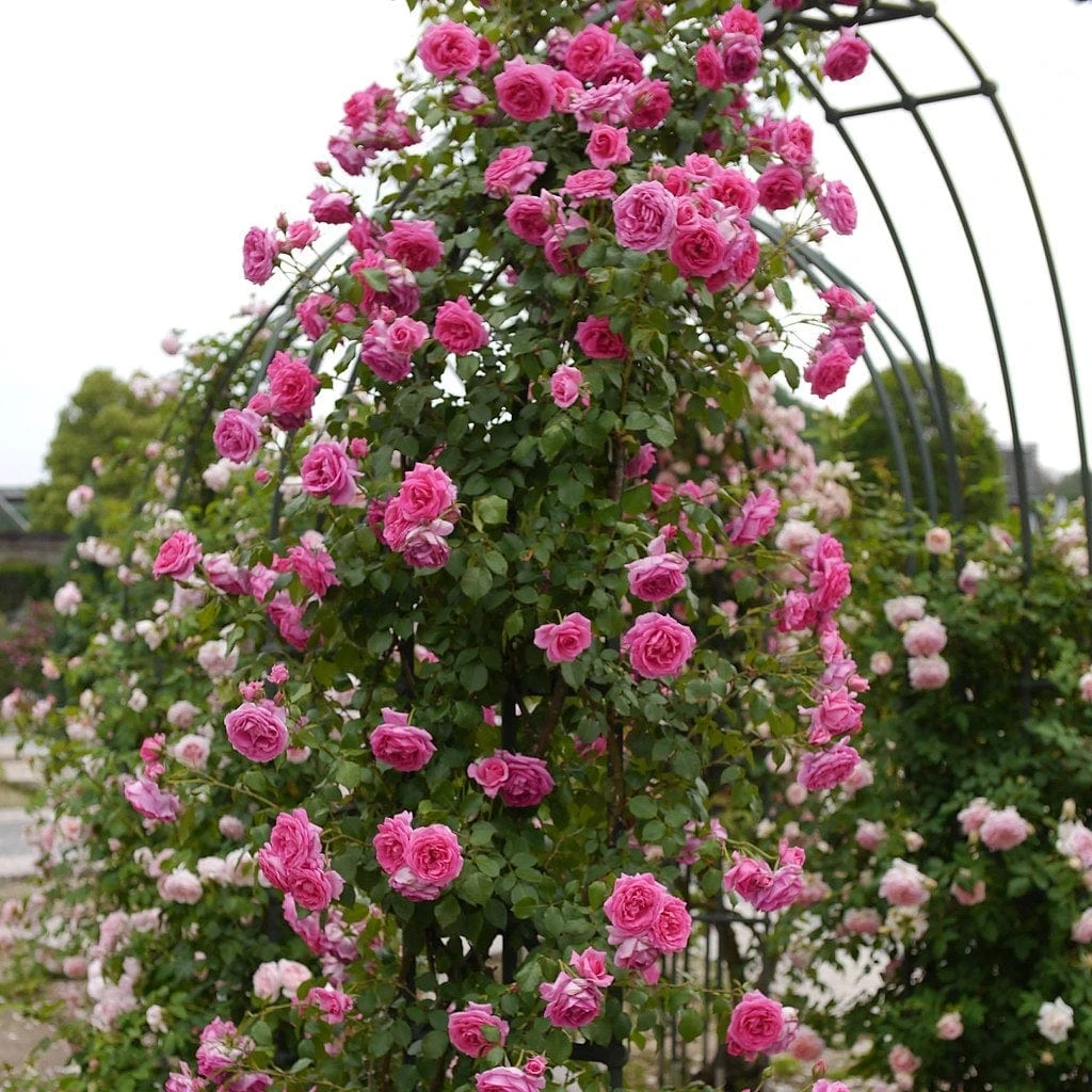 'Parade' Climbing Rose 3 'Parade' Climbing Rose