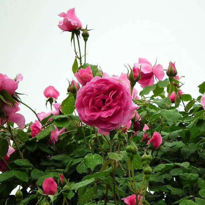 'Parade' Climbing Rose 5 'Parade' Climbing Rose - Image 3