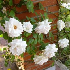 'Swan Lake' Climbing Rose 7 'Swan Lake' Climbing Rose -Roots SHR0094 2