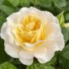 'Ray Of Sunshine®' Shrub Rose 1 'Ray Of Sunshine®' Shrub Rose -Roots SHR0096 1
