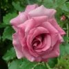 'Violette Perfume' Climbing Rose 2 'Violette Perfume' Climbing Rose -Roots SHR0097 1