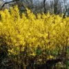 Golden Bells | Forsythia Intermedia 'Spectabilis' 2 Golden Bells | Forsythia Intermedia 'Spectabilis' -Roots SHR0170 1
