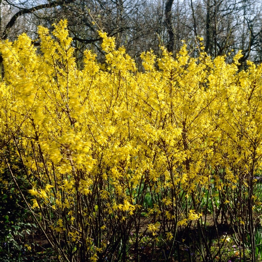Golden Bells | Forsythia Intermedia 'Spectabilis'