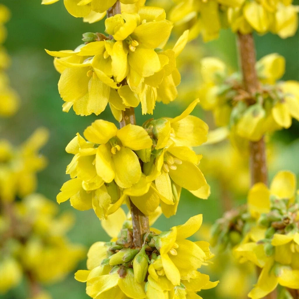 All Seasons Hedging | Growers' Choice 4 All Seasons Hedging | Growers' Choice - Image 2