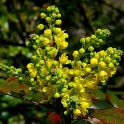 Ultimate Flowering Hedge | Growers' Choice 17 Ultimate Flowering Hedge | Growers' Choice -Roots SHR0172 2 ab8aa4a4 7dfd 4072 a01d ccf4c451a64b