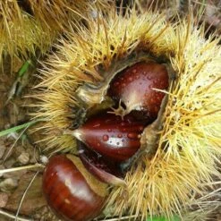 A Completely Edible Hedge | 3/5/10/20m Packs 18 A Completely Edible Hedge | 3/5/10/20m Packs -Roots SHR0200 8 3afe6535 a52c 4968 8fef 9534dc43ae3c
