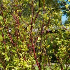 Best Value Cornus Collection | Winter Hedging 14 Best Value Cornus Collection | Winter Hedging -Roots SHR0201 1 3e18158e 3c1f 4032 bcbe ca7c2be08319