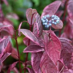 Best Value Cornus Collection | Winter Hedging 15 Best Value Cornus Collection | Winter Hedging -Roots SHR0201 3 6c724d71 b140 4168 ad05 561da55bcb19
