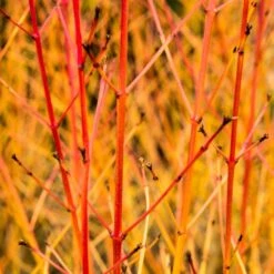 Livestock Friendly Farm Hedging | Growers' Choice | BN11 Compliant 15 Livestock Friendly Farm Hedging | Growers' Choice | BN11 Compliant -Roots SHR0205 1 acb46d59 63e6 4f13 9f3c da245b8922f1