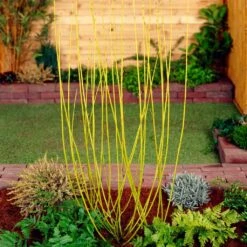 Best Value Cornus Collection | Winter Hedging 18 Best Value Cornus Collection | Winter Hedging -Roots SHR0207 2 68af85ed 9881 4b65 b6fd 357635d4ebe6