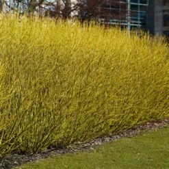 Best Value Cornus Collection | Winter Hedging 13 Best Value Cornus Collection | Winter Hedging -Roots SHR0207 3 b70f8cab 3fbc 4fea b2ed c8df511ce172