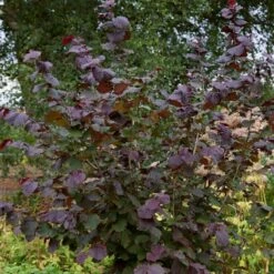 Livestock Friendly Farm Hedging | Growers' Choice | BN11 Compliant 16 Livestock Friendly Farm Hedging | Growers' Choice | BN11 Compliant -Roots SHR0208 1 c909d520 c38b 441a 8396 78a2813cb578