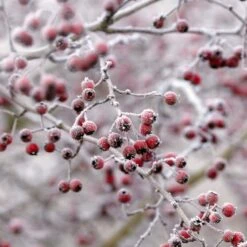 All Seasons Hedging | Growers' Choice 13 All Seasons Hedging | Growers' Choice -Roots SHR0210 6 db006dde e232 40fc a1d6 5d61d21e7bf3