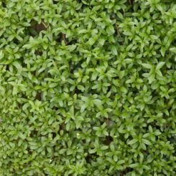 Fast Growing Evergreen Hedging Wildlife Mix | Growers' Choice 12 Fast Growing Evergreen Hedging Wildlife Mix | Growers' Choice -Roots SHR0225 2 0a078499 cb87 471e b521 23b157f3fe2e