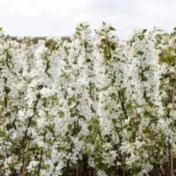 Ultimate Flowering Hedge | Growers' Choice 16 Ultimate Flowering Hedge | Growers' Choice -Roots SHR0229 2 bf771328 6098 4068 b17a f9cc722a3908