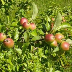 All Seasons Hedging | Growers' Choice 14 All Seasons Hedging | Growers' Choice -Roots SHR0229 6 d11146dc 1340 42da b37c 8c79d5a56dd2