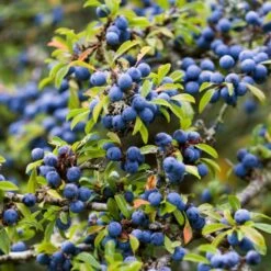 Best Mixed Native Wildlife Hedging | Growers' Choice 14 Best Mixed Native Wildlife Hedging | Growers' Choice -Roots SHR0240 1 5843703b 3b06 40dc 988f 0dd4fbaec567