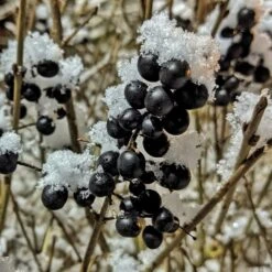 A Completely Edible Hedge | 3/5/10/20m Packs 20 A Completely Edible Hedge | 3/5/10/20m Packs -Roots SHR0240 4 ff6bfad9 d4da 4434 a40c 6aa7c3306443