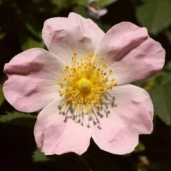 Ultimate Flowering Hedge | Growers' Choice 19 Ultimate Flowering Hedge | Growers' Choice -Roots SHR0246 1