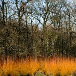 Fast Growing Evergreen Hedging Wildlife Mix | Growers' Choice 14 Fast Growing Evergreen Hedging Wildlife Mix | Growers' Choice -Roots SHR0252 3 fe5f10e4 3c5c 440f 876c 3892ceb5ff5e