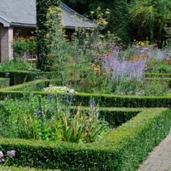 Common Yew | Taxus Baccata 14 Common Yew | Taxus Baccata -Roots SHR0261 3