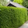 Best Evergreen Hedging Plants | Growers' Choice 2 Best Evergreen Hedging Plants | Growers' Choice -Roots SHR0261 5 66a7e991 a176 4e40 b9bd b89654263a68