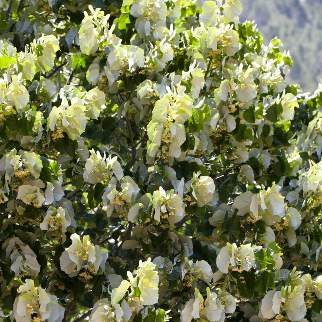 Fast Growing Evergreen Hedging Wildlife Mix | Growers' Choice 10 Fast Growing Evergreen Hedging Wildlife Mix | Growers' Choice - Image 8