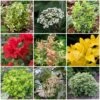 Best Small Evergreen Shrubs 2 Best Small Evergreen Shrubs -Roots SHRCOL1 1
