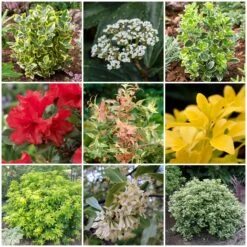 Best Small Evergreen Shrubs