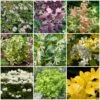 Best Shrubs For Borders 2 Best Shrubs For Borders -Roots SHRCOL19 1
