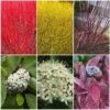 Best Value Cornus Collection | Winter Hedging 2 Best Value Cornus Collection | Winter Hedging -Roots SHRCOL26 1 98e5650f 3d8b 4f0d afcf 959e7b4d4ed5