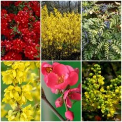 Early Spring Flowering Shrub Collection