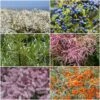 Best Mixed Coastal Hedging | Growers' Choice 1 Best Mixed Coastal Hedging | Growers' Choice -Roots SHRCOL30 1