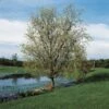 Corkscrew Willow | Salix Matsudana 'Tortuosa'