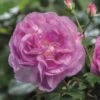 'Saphir' Shrub Rose 2 'Saphir' Shrub Rose -Roots Saphir 4