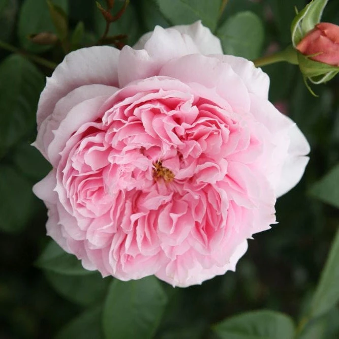 'Schöhne Maid' Hybrid Tea Rose 4 'Schöhne Maid' Hybrid Tea Rose - Image 2