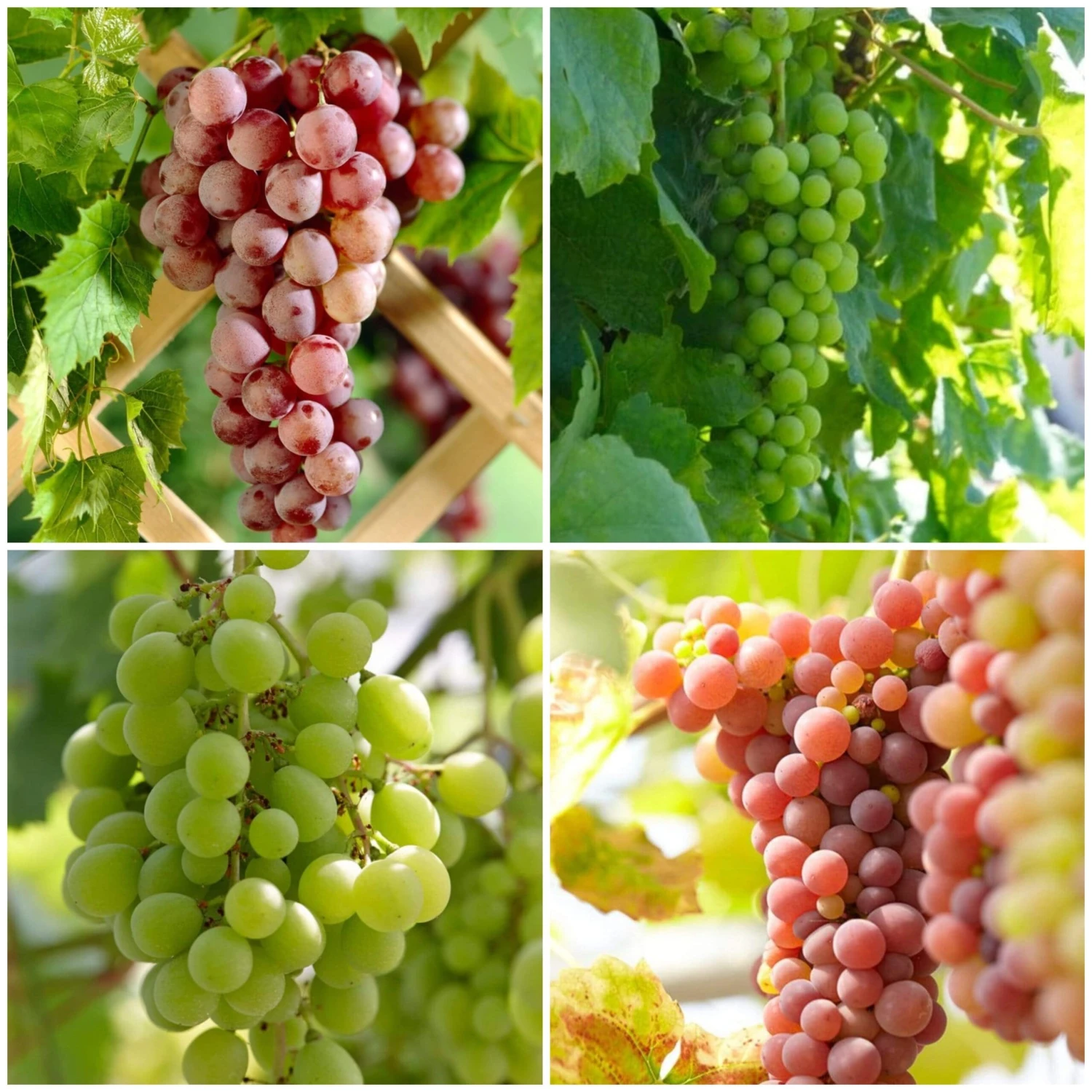 Seedless Outdoor Grape Collection 4 Seedless Outdoor Grape Collection - Image 2