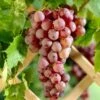 'Suffolk Red' Seedless Grape Vine 1 'Suffolk Red' Seedless Grape Vine -Roots SuffolkRed 1