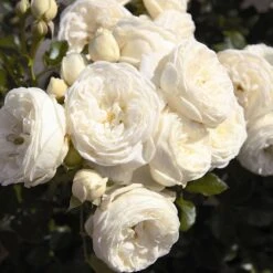 'Sweet Child Of Mine' Floribunda Rose