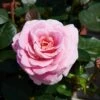'Palace Tabor' Patio Shrub Rose 1 'Palace Tabor' Patio Shrub Rose -Roots Tabor Palace Poulpal104 N 1