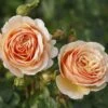 'Tropicana' Hybrid Tea Rose 2 'Tropicana' Hybrid Tea Rose -Roots Tropicana 4