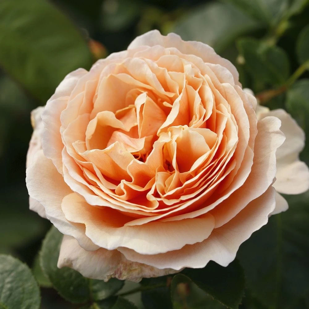 'Tropicana' Hybrid Tea Rose 4 'Tropicana' Hybrid Tea Rose - Image 2