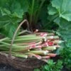 'Goliath' Rhubarb Plant 2 'Goliath' Rhubarb Plant -Roots VEG0173 1