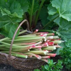 Full Season Rhubarb Collection 10 Full Season Rhubarb Collection -Roots VEG0173 1 aa876d4d ee75 42cd 851d 43a214dc5cb2
