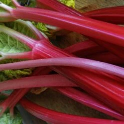 Full Season Rhubarb Collection 11 Full Season Rhubarb Collection -Roots VEG0179 2 ee10ba25 a25e 48e9 9e72 1c0d320a2add
