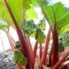 'Timperley Early' Rhubarb Plant 2 'Timperley Early' Rhubarb Plant -Roots VEG0183 1