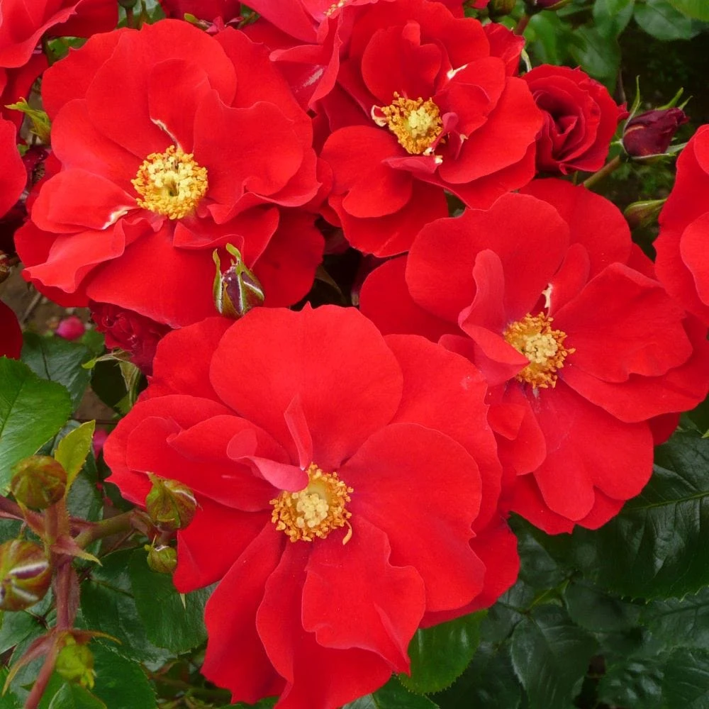 'W B Yeats' Floribunda Rose 2 'W B Yeats' Floribunda Rose