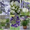 Stately Agapanthus Collection 2 Stately Agapanthus Collection -Roots agapanthus collection 1