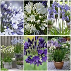 Front Page 5 Stately Agapanthus Collection