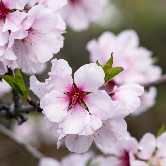 'Princess' Almond Tree | Prunus Dulcis 5 'Princess' Almond Tree | Prunus Dulcis - Image 3